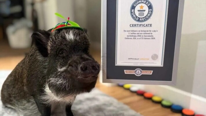 هذا الخنزير يدخل غينيس.. تعرّفوا على قصته!