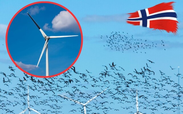 الطاقة النظيفة لم تعد قاتلة.. سر اللون الأسود في مزارع الرياح