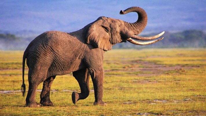 فيل جائع  يوقف حركة المرور في تايلاند!