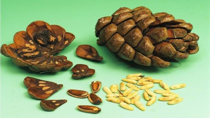 إليكم فوائد الصنوبر