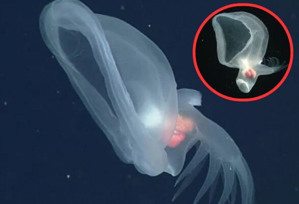 في عمق 4,000 متر.. الحياة تتوهج رغم المستحيل