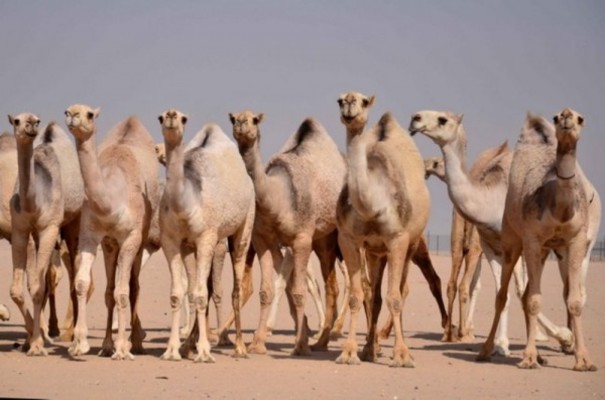أكثر من 50 ألف جمل في مسابقة سعودية