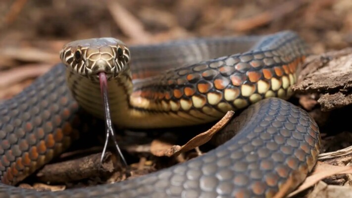 كيف تتحكم الثعابين في فضلاتها لعام كامل؟