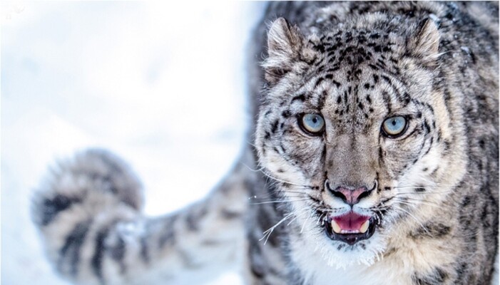 من صورة إلى مأساة..  إليكم ما فعله نمر ثلجي بهذه السائحة!