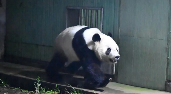 اليابان بلا باندا للمرة الأولى منذ عقود