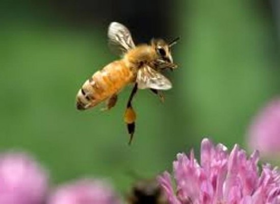 لدغة النحل تعالج السرطان